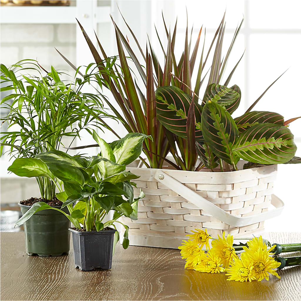 Florist Designed Blooming and Green Plants in a Basket – La Fleur Bijou, Fort Lauderdale FL
