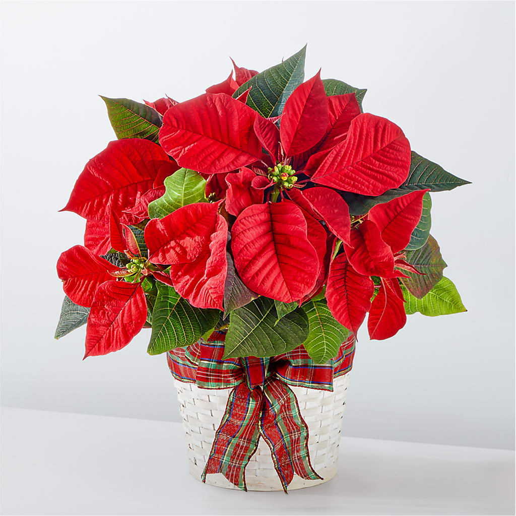 Happiest Holidays Poinsettia – La Fleur Bijou, Fort Lauderdale FL
