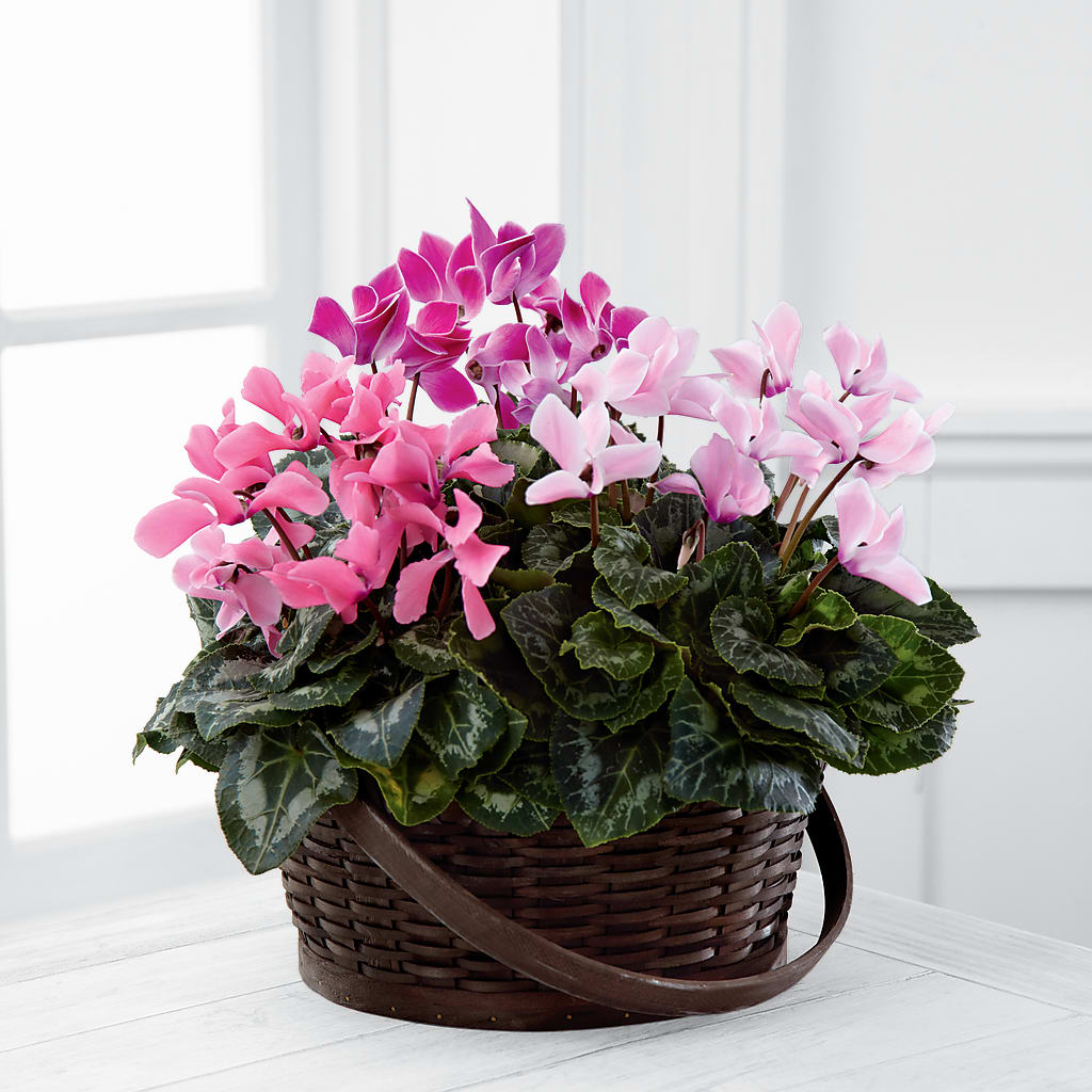Mixed Cyclamen Planter – La Fleur Bijou, Fort Lauderdale FL