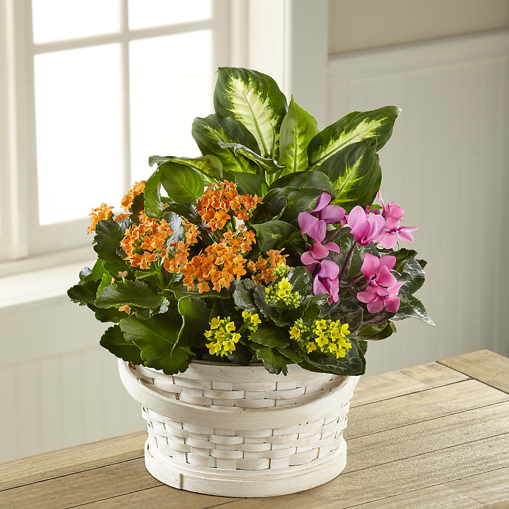 Color Crush Dishgarden – La Fleur Bijou, Fort Lauderdale FL