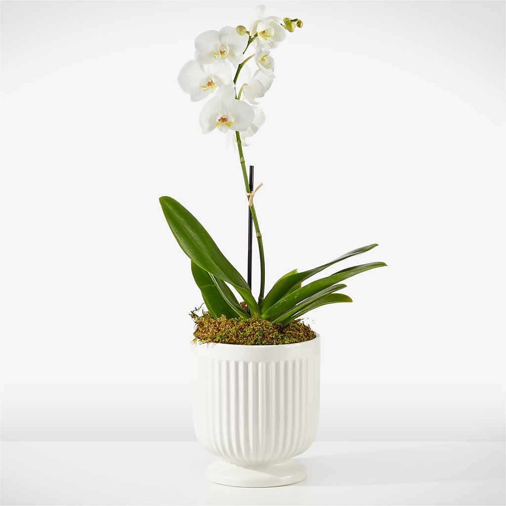 Whispering White Orchid – La Fleur Bijou, Fort Lauderdale FL