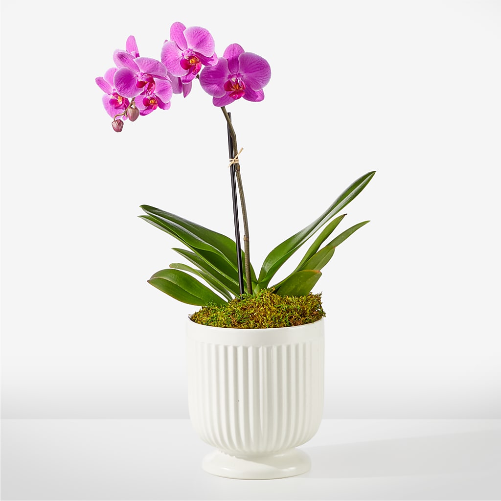 Friendly Fuchsia Orchid – La Fleur Bijou, Fort Lauderdale FL