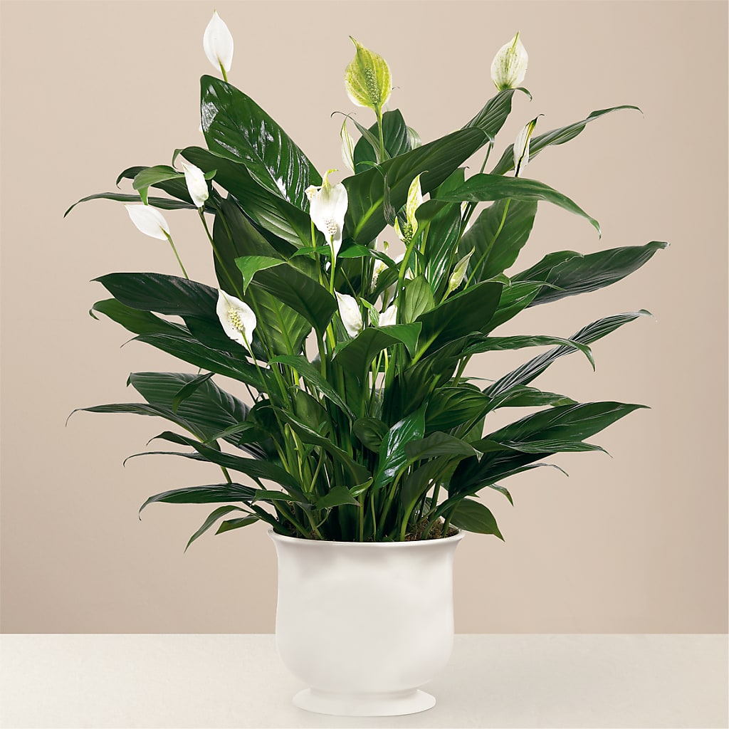 Comfort Planter – La Fleur Bijou, Fort Lauderdale FL