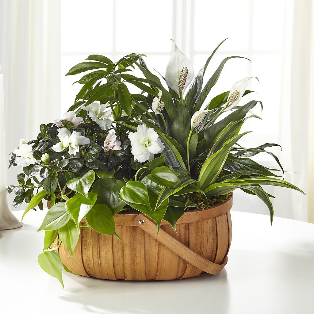 Serene Dishgarden – La Fleur Bijou, Fort Lauderdale FL