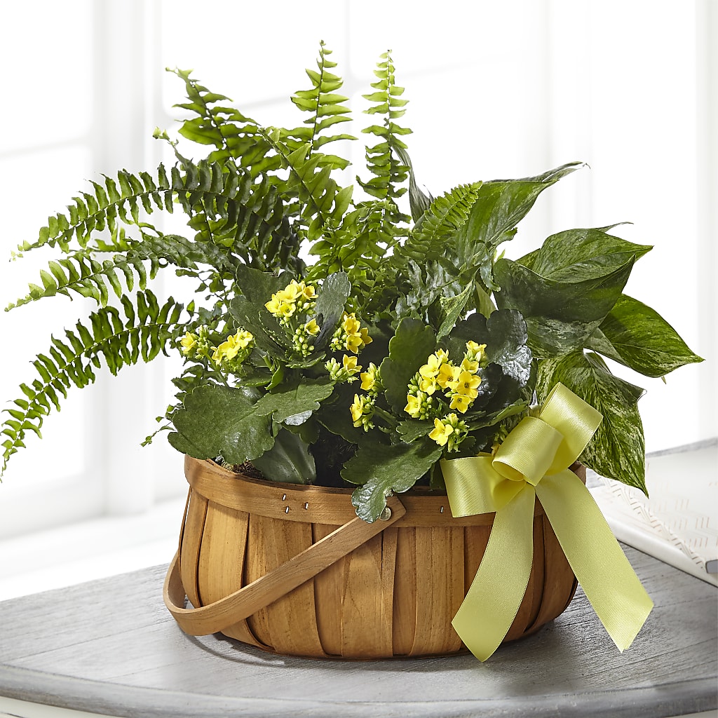 Always Dear Dishgarden – La Fleur Bijou, Fort Lauderdale FL