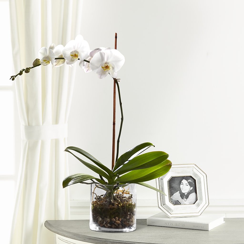White Orchid Planter – La Fleur Bijou, Fort Lauderdale FL