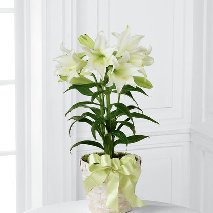 Easter Lily Plant –  La Fleur Bijou, Fort Lauderdale FL