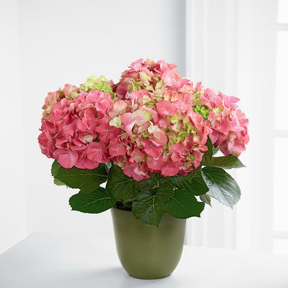 Pink Hydrangea Planter –  La Fleur Bijou, Fort Lauderdale FL