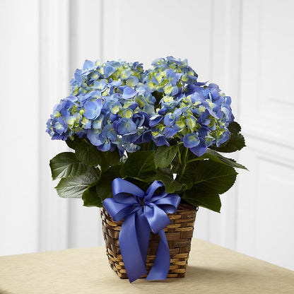 Blue Hydrangea Planter –  La Fleur Bijou, Fort Lauderdale FL