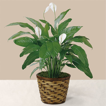 Tranquil Moments Peace Lily Plant –  La Fleur Bijou, Fort Lauderdale FL