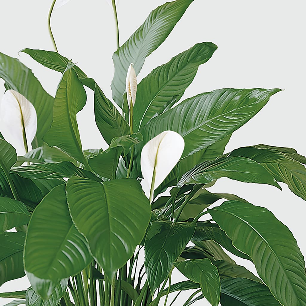 Tranquil Moments Peace Lily Plant –  La Fleur Bijou, Fort Lauderdale FL