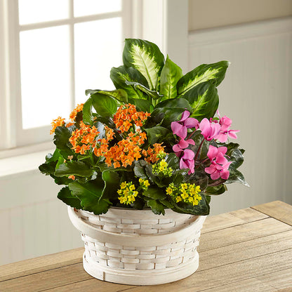 Color Crush Dishgarden –  La Fleur Bijou, Fort Lauderdale FL