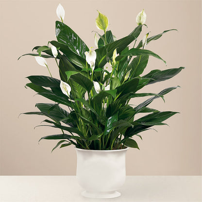 Comfort Planter –  La Fleur Bijou, Fort Lauderdale FL