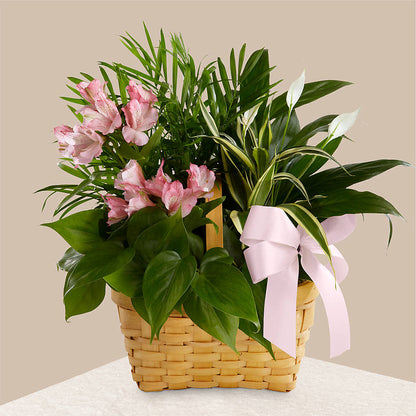Living Spirit Dishgarden –  La Fleur Bijou, Fort Lauderdale FL