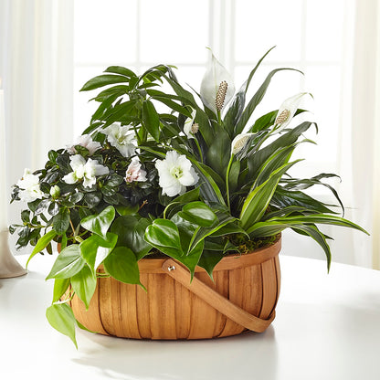 Serene Dishgarden –  La Fleur Bijou, Fort Lauderdale FL