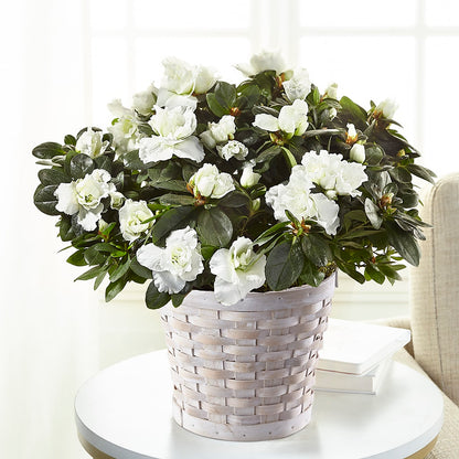 White Azalea Plant –  La Fleur Bijou, Fort Lauderdale FL