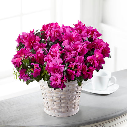 Hope & Serenity Azalea Plant –  La Fleur Bijou, Fort Lauderdale FL