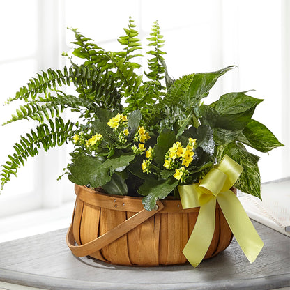 Always Dear Dishgarden –  La Fleur Bijou, Fort Lauderdale FL
