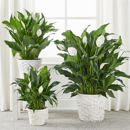 A New Leaf Peace Lily –  La Fleur Bijou, Fort Lauderdale FL