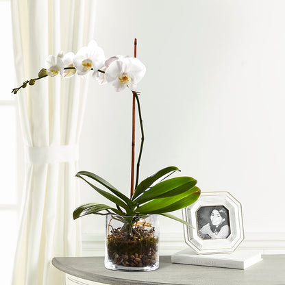 White Orchid Planter –  La Fleur Bijou, Fort Lauderdale FL